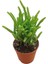 Prenses Çamı Sukulent / 5,5 cm Saksıda / Crassula Muscosa Succulent 3