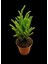 Prenses Çamı Sukulent / 5,5 cm Saksıda / Crassula Muscosa Succulent 4