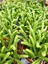 Prenses Çamı Sukulent / 5,5 cm Saksıda / Crassula Muscosa Succulent 5