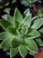 Dudak Boyası Eçeverya Sukulent / 5,5 cm Saksıda / Echeveria Agavoides Lipstick Succulent 5