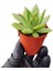 Dudak Boyası Eçeverya Sukulent / 5,5 cm Saksıda / Echeveria Agavoides Lipstick Succulent 2