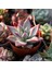 Pudralı Eçeverya Sukulent - 5,5 cm Saksıda - Echeveria (Eçeverya) Colorata Succulent 1