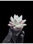 Pudralı Eçeverya Sukulent - 5,5 cm Saksıda - Echeveria (Eçeverya) Colorata Succulent 2