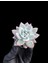 Pudralı Eçeverya Sukulent - 5,5 cm Saksıda - Echeveria (Eçeverya) Colorata Succulent 3