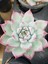 Pudralı Eçeverya Sukulent - 5,5 cm Saksıda - Echeveria (Eçeverya) Colorata Succulent 4