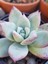 Pudralı Eçeverya Sukulent - 5,5 cm Saksıda - Echeveria (Eçeverya) Colorata Succulent 5