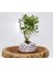 Dekoratif Avuç Saksıda Bonsai Buxus 3 Adet 1