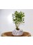 Dekoratif Avuç Saksıda Bonsai Buxus 3 Adet 4