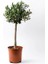 Bonsai Zeytin Olea Europeana Macro Bonsai 1