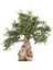 Bonsai Zeytin Olea Europeana Macro Bonsai 4