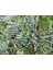 Bonsai Zeytin Olea Europeana Macro Bonsai 5
