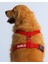 Güvenlik Amaçlı Numaralı Isimli Köpek Göğüs Tasması Kişiye Özel Göğüs Tasması (Nakışlı) 1