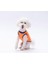 Neon Turuncu Happy Day Kedi Köpek Tişörtü - Kedi Köpek Kıyafeti 2