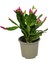 Rhipsalidopsis Gaertneri 'purple' (Paskalya Çiçeği) 1
