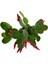 Rhipsalidopsis Gaertneri 'red' (Paskalya Çiçeği) 2