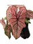 Caladium 'spring Fling' (Kaladyum Çiçeği) 2