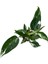 Philodendron 'white Princess' 2