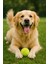 2'li Köpek Tenis Topu – 7.5 cm Orta Boy, Dayanıklı, Diş Dostu, Eğitim ve Oyun Oyuncağı 3
