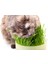 Doğal Kedi Çimi (Tüy Yumağı Önleyici) 100 gr Standart 1