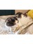Kedi Elleri T5367636 3