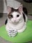 Kedi Elleri T5367636 4