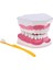 2x Büyük Ağız (Çıkarılabilir) Eğitici Ağız I, Öğ Çalışma Malzemeleri, Doktor Dekoru ÇIKARILABILIR-15X12X9CM Açıığı (Yurt Dışından) 2