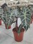 Alocasia Polly-Fil Kulağı (Canlıçiçek) 1