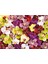1000 Parça Puzzle Orkide Çiçek Kolajı - Orchid Collage - 19558 2
