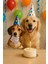 Sevimli Doğum Günü Köpeği Balon Birthday Puppy Minik Balon 14INÇ 1