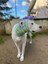 Luxury Eye Of The Monster Köpek Beresi 1 Adet 3