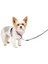Luxury Petsafe 3'ü 1 Arada Köpek Koşum Takımı, Çekilmez, Araba Kemeri Için Köpek Koşum Takımı, Araba Köpek 1 Adet 1