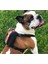 Luxury Design Köpek Göğüs Tasması Sırt Çantası Bond Serisi 1 Adet 1