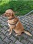 Luxury Boo Köpek Tasma Seti 1 Adet 2