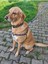 Luxury Boo Köpek Tasma Seti 1 Adet 3