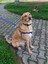 Luxury x Æ A-12 Köpek Tasma Seti 1 Adet 2