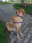 Luxury x Æ A-12 Köpek Tasma Seti 1 Adet 3