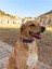 Luxury x Æ A-12 Köpek Tasma Seti 1 Adet 5
