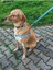 Luxury Lightning Köpek Tasma Seti 1 Adet 2