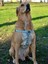Luxury Lightning Köpek Tasma Seti 1 Adet 3