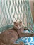 Luxury El Yapımı Duvar Makrome Kedi Hamağı,kedi Yatağı,askılı Kedı Yatağı,minderli Kedi Hamağı 1 Adet 3