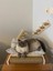 Luxury Büyük Boy Kedi Yatağı ve Tırmalama Çubuğu Hazır Kurulu 1 Adet 1