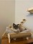 Luxury Büyük Boy Kedi Yatağı ve Tırmalama Çubuğu Hazır Kurulu 1 Adet 3