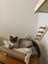 Luxury Büyük Boy Kedi Yatağı ve Tırmalama Çubuğu Hazır Kurulu 1 Adet 4