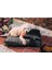 Luxury Pawtrail Yastıklı Kedi Köpek Yatağı 1 Adet 2