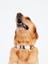 Luxury Geometric Köpek Boyun Tasması Large 1 Adet 2