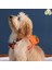 Luxury Concept, Köpek Çantası, Köpek Göğüs Tasması 1 Adet 4