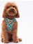Ducks Leash & Air-Mesh Kedi Köpek Tasma ve Gezdirme Kayışı Seti Tasma Seti 1 Adet 3