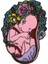 Anne Karnındaki Bebek Şeklinde Medikal Broş P0601 1