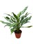 Aglaonema Juliette (Çin Herdemyeşili) 1