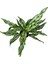 Aglaonema Juliette (Çin Herdemyeşili) 2